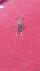Aedes japonicus