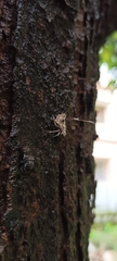 Fulgoromorpha
