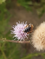 Andrena