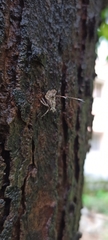 Fulgoromorpha