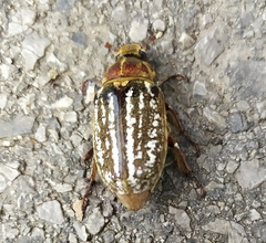 Anoxia orientalis