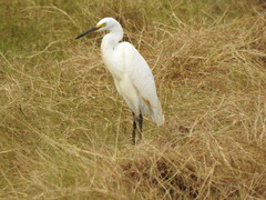 Egretta garzetta nigripes