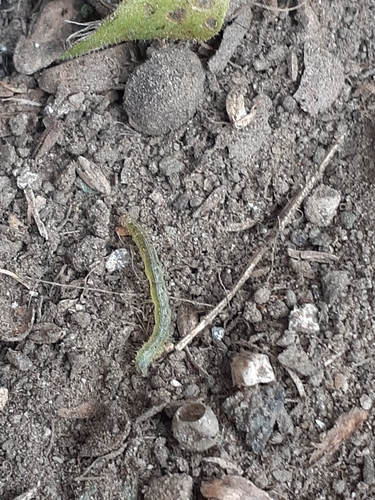 photo of Cabbage Looper Moth (Trichoplusia ni)