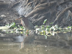 Butorides virescens