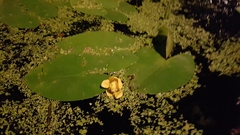 Nuphar lutea