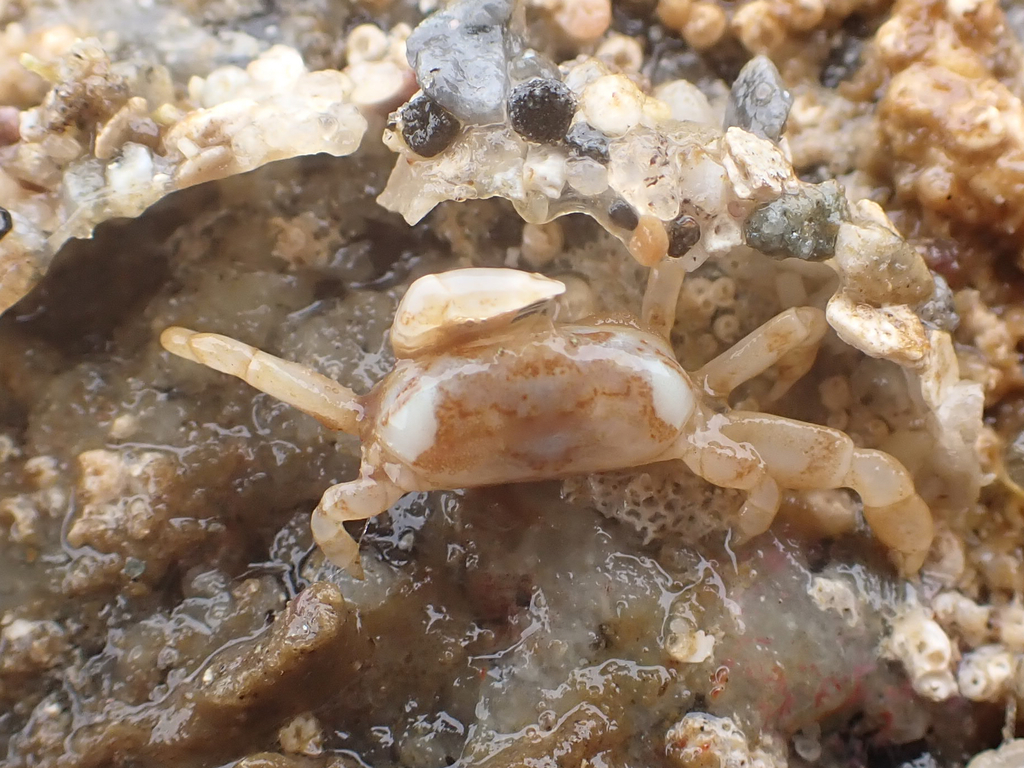 tube-dwelling pea crab