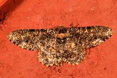 Racotis boarmiaria