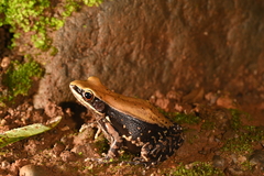 Hydrophylax bahuvistara