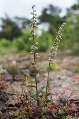Epipactis kleinii