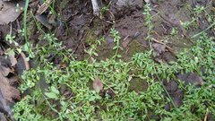 Callitriche cophocarpa