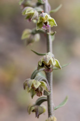 Epipactis kleinii