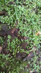 Callitriche cophocarpa