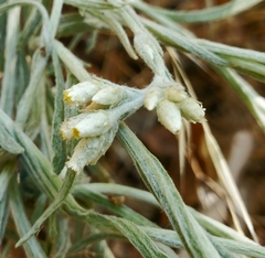 Pseudognaphalium thermale