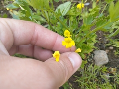 Erythranthe primuloides