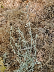 Pseudognaphalium thermale