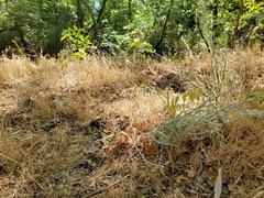 Pseudognaphalium thermale