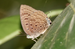 Arhopala athada