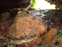 Primavelans insculpta