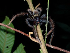 Rhitymna pinangensis