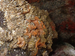 Primavelans insculpta