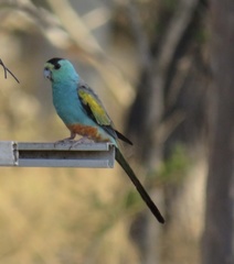 Psephotus chrysopterygius