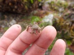 Hapalogaster