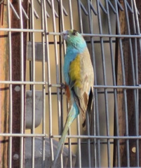 Psephotus chrysopterygius