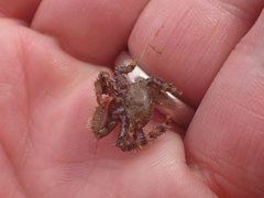 Hapalogaster