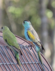 Psephotus chrysopterygius