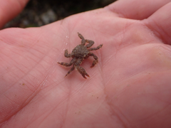 Hapalogaster