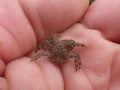 Hapalogaster