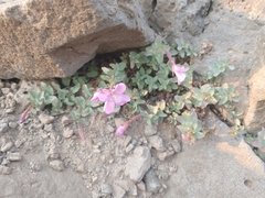 Epilobium obcordatum