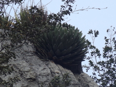 Agave victoriae-reginae