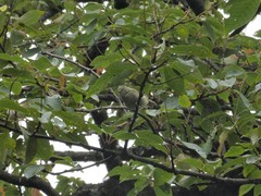 Sylviparus modestus