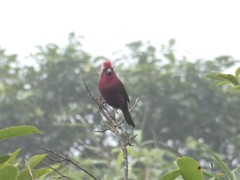 Carpodacus vinaceus