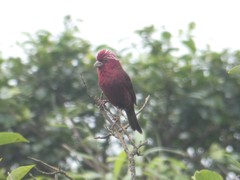 Carpodacus vinaceus