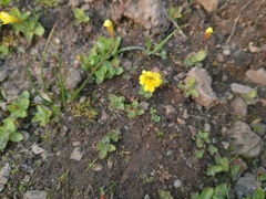 Erythranthe primuloides