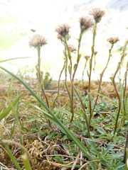 Antennaria monocephala