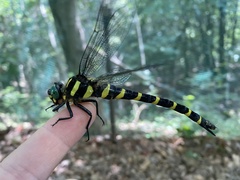 Anotogaster sieboldii