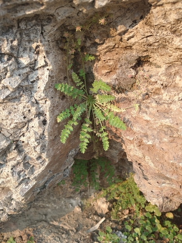 Image of Ivesia baileyi by no rights reserved