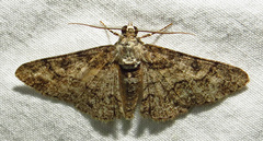 Cleora sublunaria