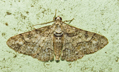 Cleora sublunaria