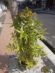 Agathis dammara