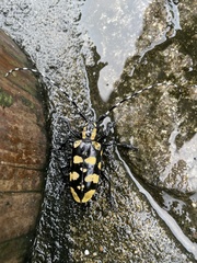 Anoplophora horsfieldii