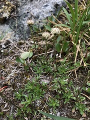Antennaria monocephala