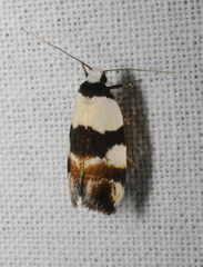 Euphiltra eroticella