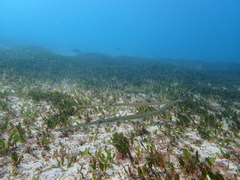 Fistularia commersonii