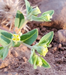 Euphorbia ocellata