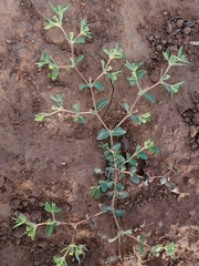 Euphorbia ocellata