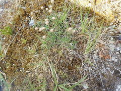 Antennaria monocephala
